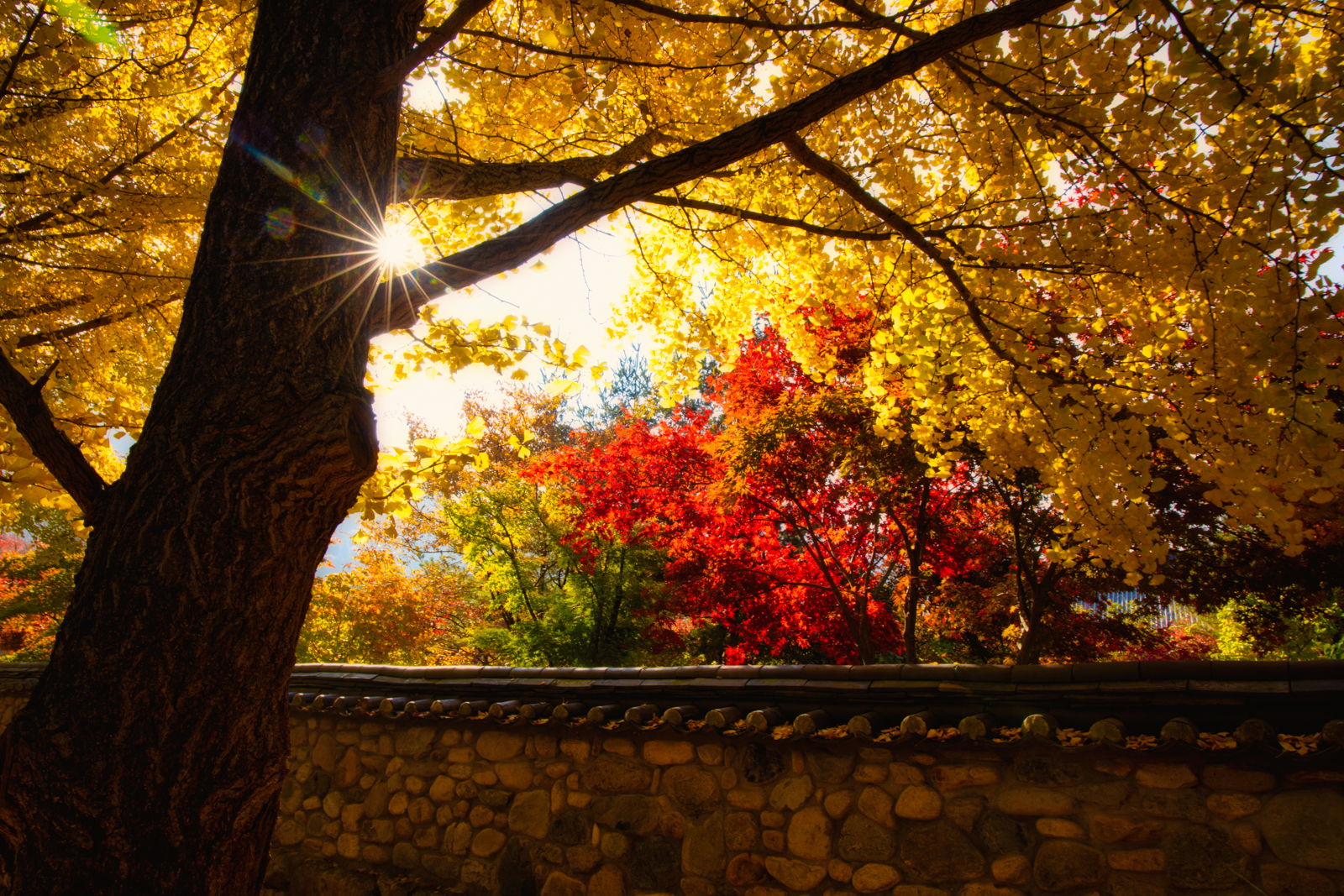 2020 Fall Foliage Update for Ulsan